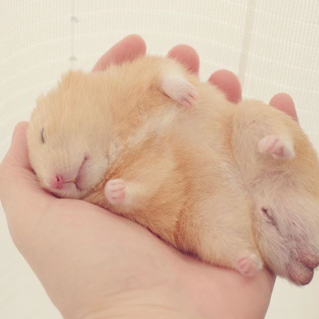仓鼠玩累了倒头就睡,为确保鼠鼠睡眠充足,还请饲主“手下留情”