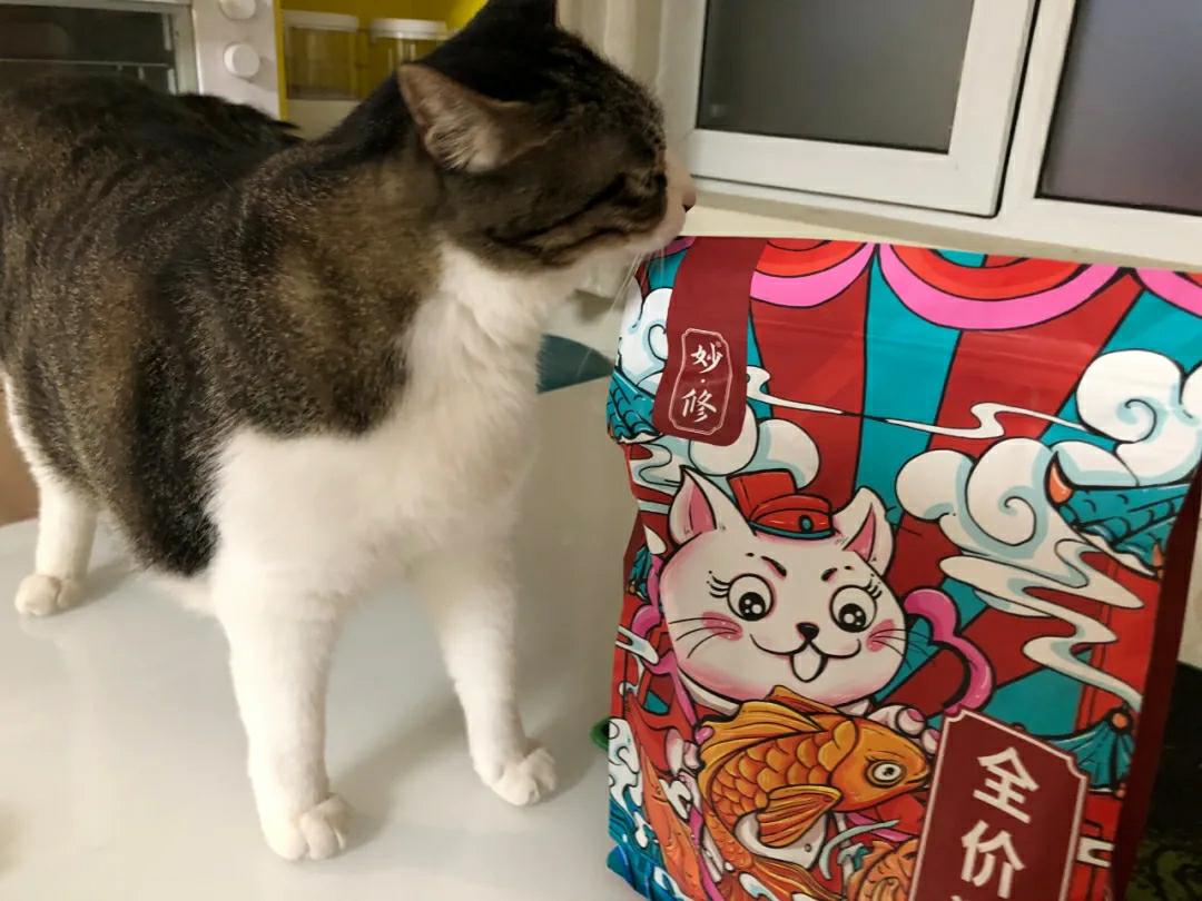 宠物猫太胖好不好,宠物猫怎么减肥