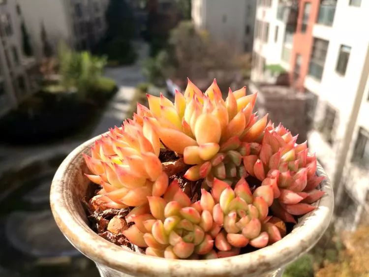 冬日暖阳邂逅最美的多肉,冬日暖阳和多肉暖了我的心