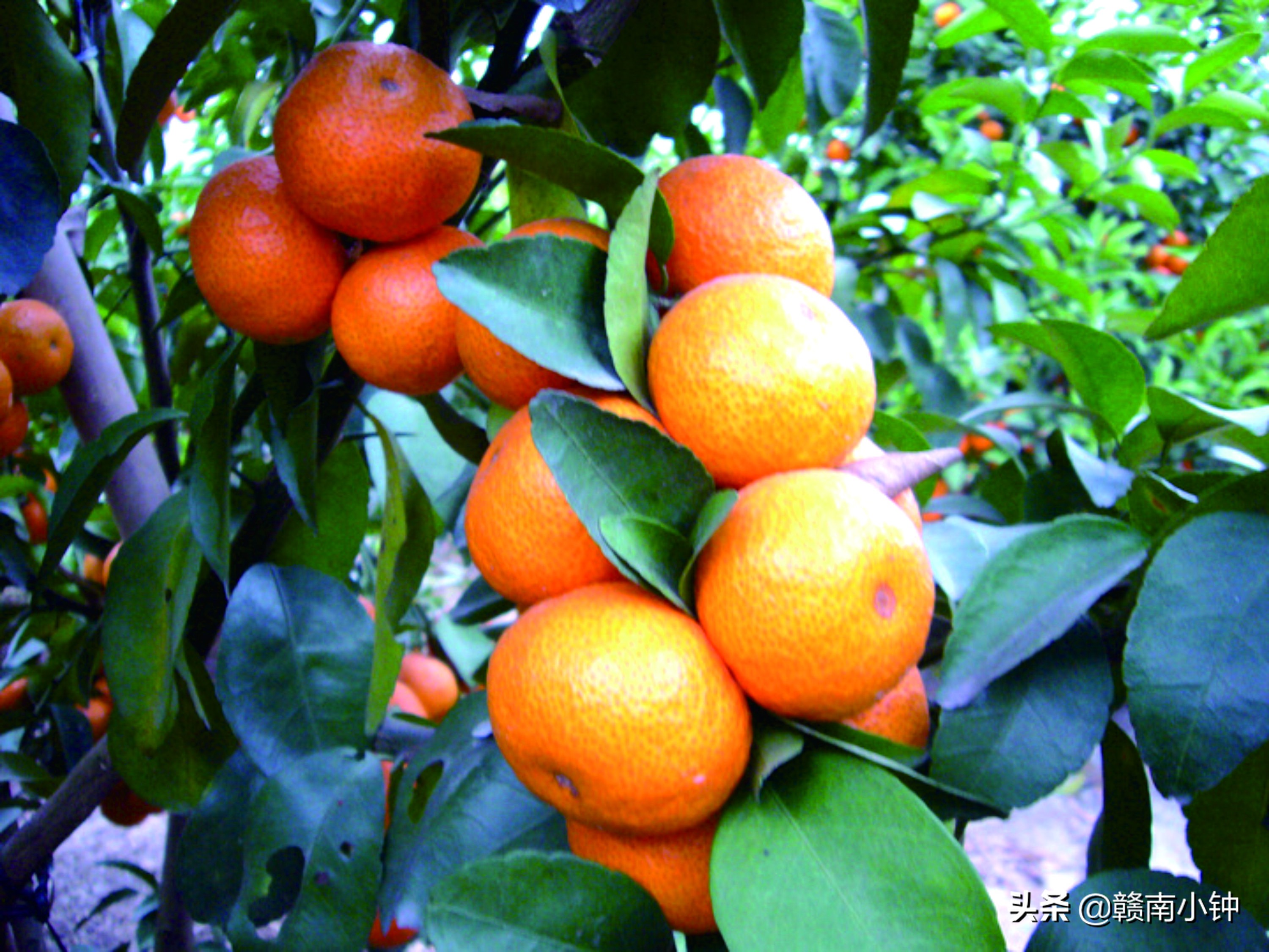 沙糖桔要多少钱一斤才保本,新发地沙糖桔批发市场今日价格