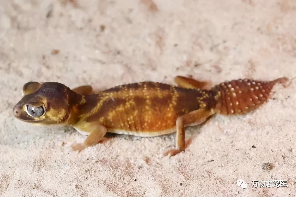 新宠到家,新宠到家注意事项