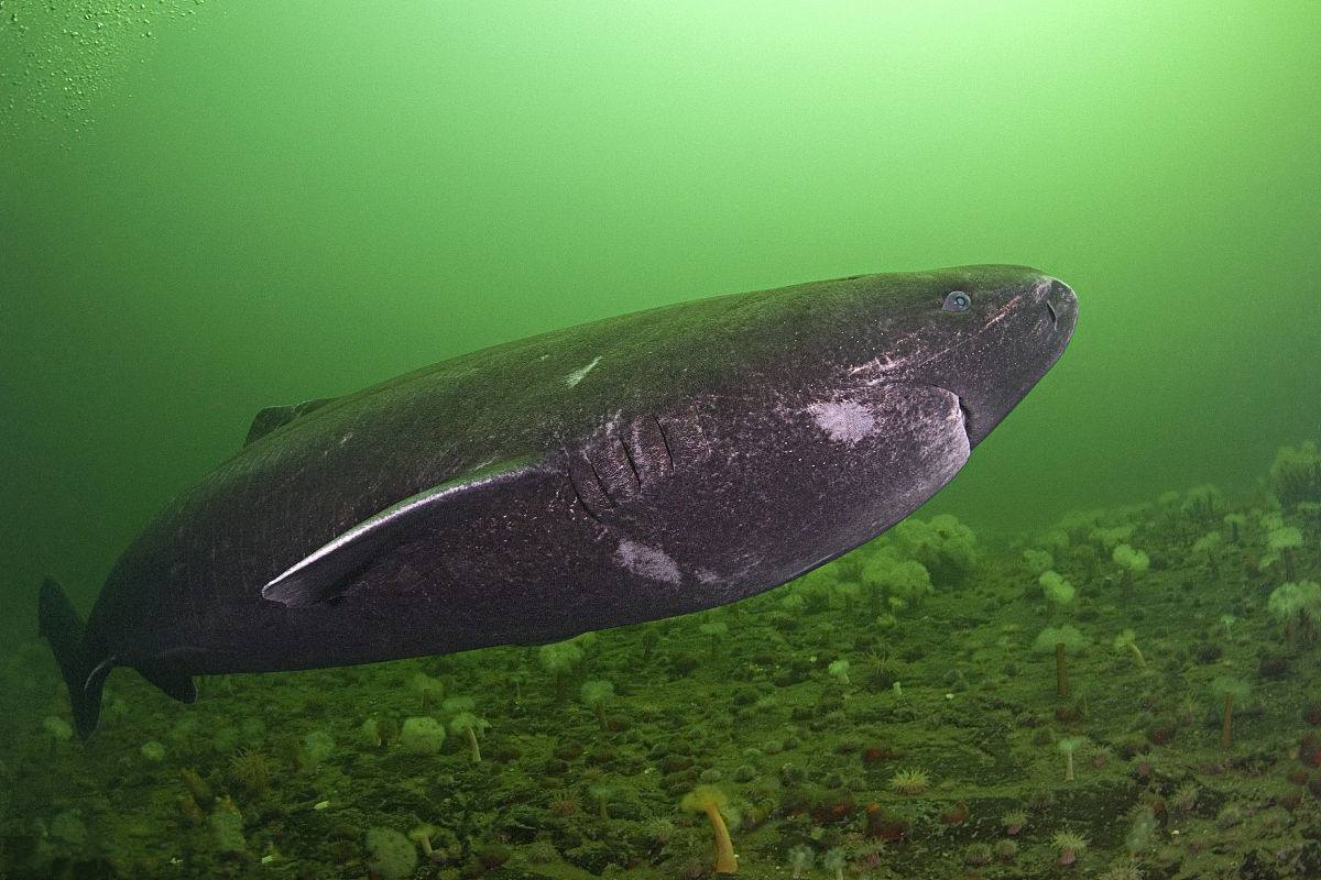 鲨鱼身上不为人知的五个秘密,盘点八个鲨鱼