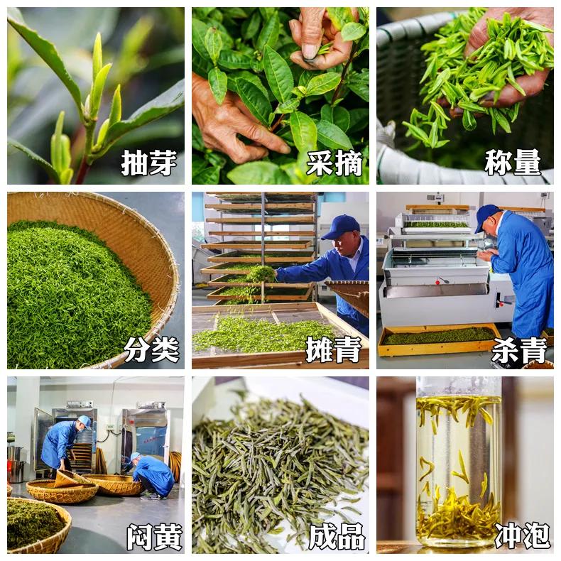 平阳黄茶滋味,平阳黄茶推荐