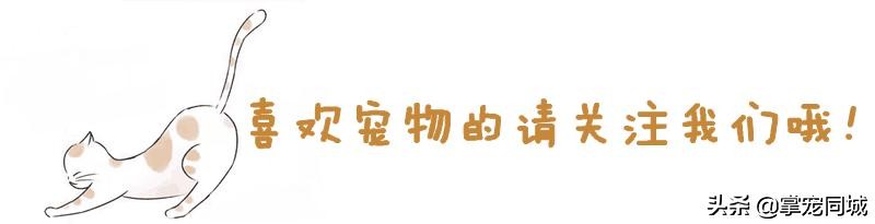 猫咪都是白色的怎么回事,猫咪为什么都看起来很干净