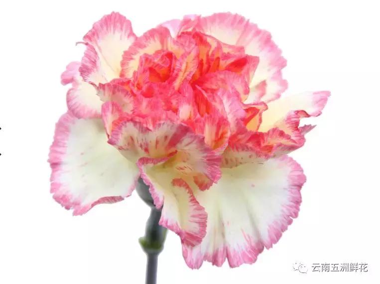 开花店前期花材怎么选购,开花店需要购买什么花材