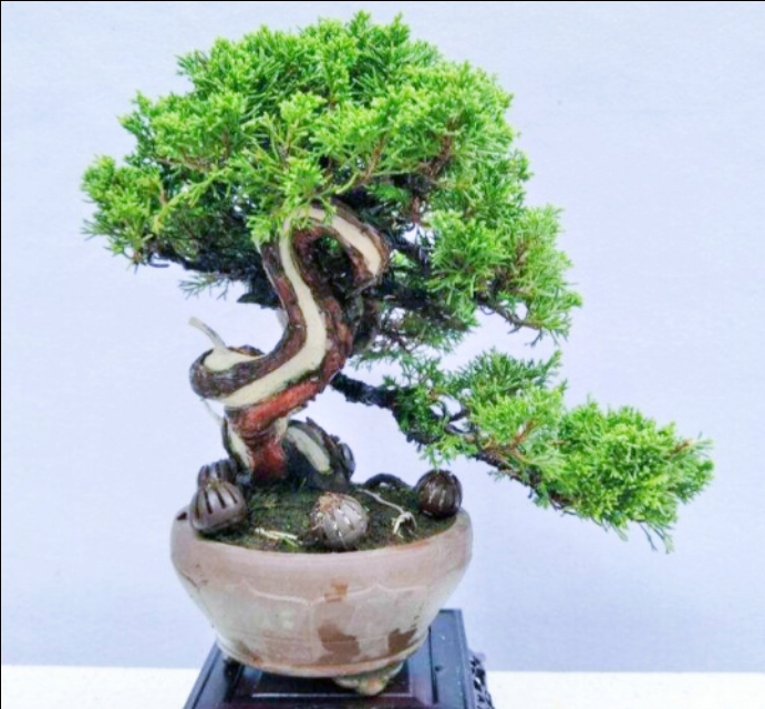 柏树舍利干涂石硫合剂多久涂一次,柏树盆景剥舍利干方法