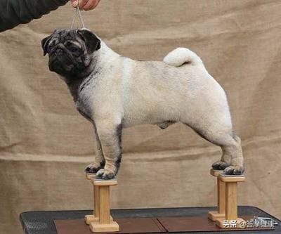 老年人学站桩初学怎么练习好,初学站桩先从什么桩开始练起