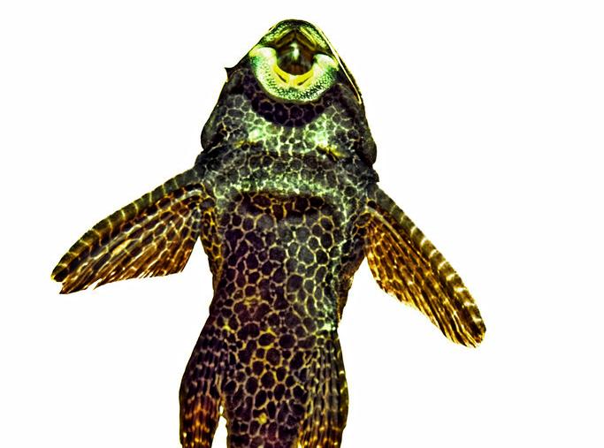 清道夫晒干遇水复活真的假的,清道夫到底是怎么入侵的