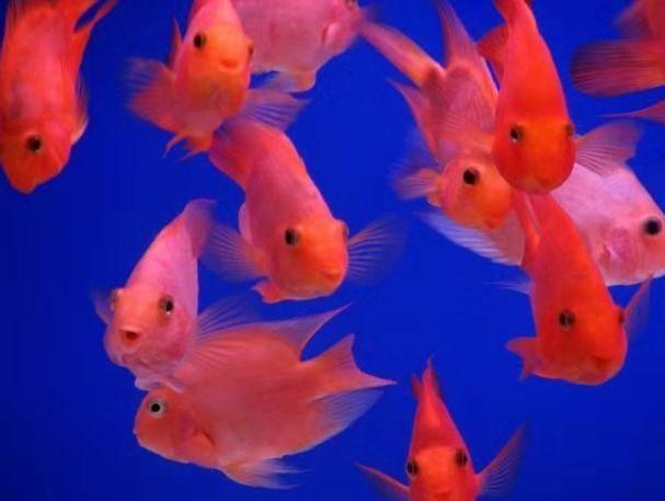 观赏鱼摇头摆尾怎么办,观赏鱼摇头晃脑怎么回事