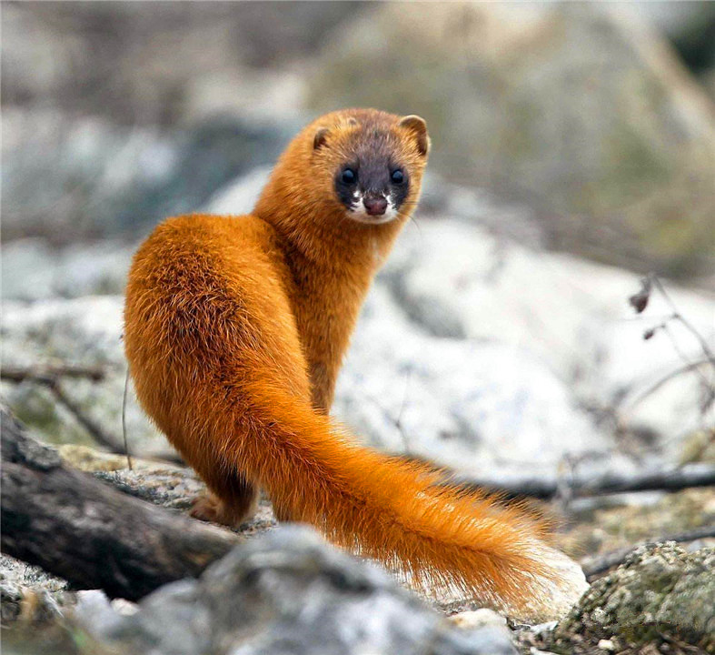 为什么长辈说黄鼠狼不能杀,黄鼠狼为什么不能杀科学依据