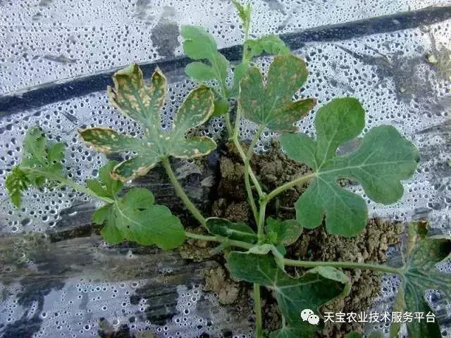 西瓜小叶病西瓜叶片卷曲原因,西瓜龙头皱缩什么原因
