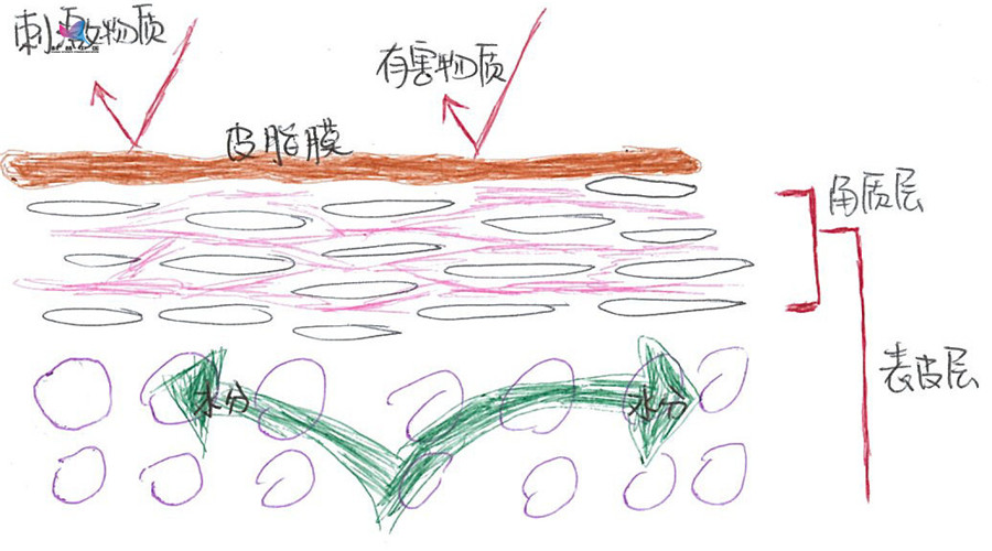 脐带血干细胞护肤品真的有用吗,脐带血护肤品是真的吗