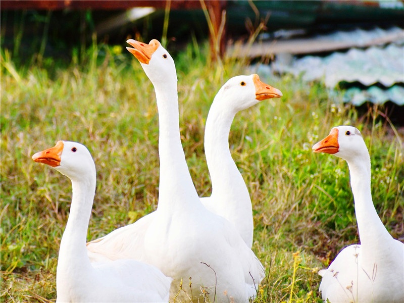 养殖小项目农村养殖什么比较靠谱,养殖什么不愁销路怎样养鸡才赚钱