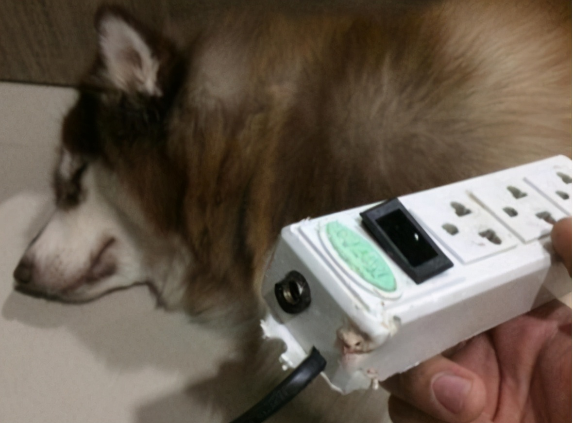 狗狗爱咬鞋子怎么制止,防止狗狗咬电线的方法