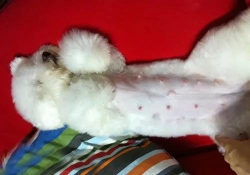 怎样判断狗狗是怀孕还是腹水,狗狗怀孕不吃饭怎么办