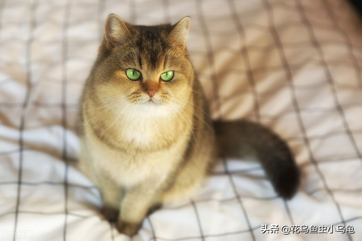 室内适合养什么动物不花力气,萌巢室内动物园有什么动物