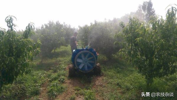 苹果干腐病怎样治疗,苹果干腐病怎么治疗