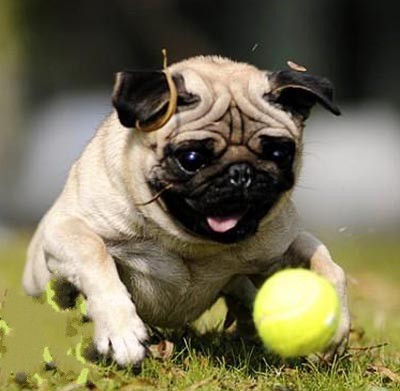 怎么挑选温顺的巴哥,怎么挑选一只巴哥狗狗