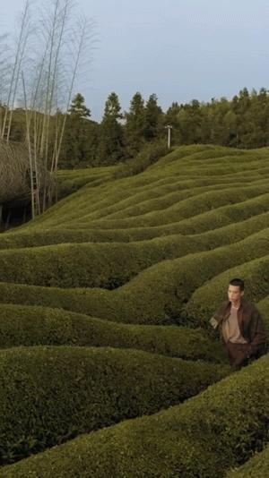 icicle有什么意义,icicle活动