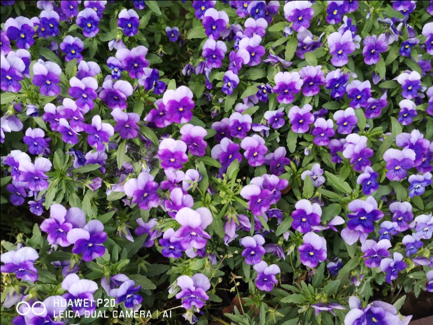 洛阳到华山一日游,洛阳到华山自驾游攻略