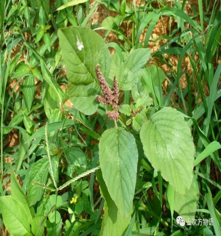 适合山东地区种植的珍稀树种,十种常见观赏草有哪些