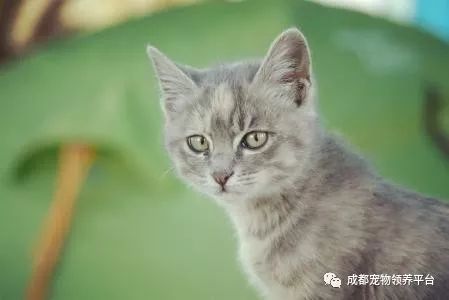 谁说土猫无名猫？快来围观古代猫谱，你家有没有镇宅神兽！