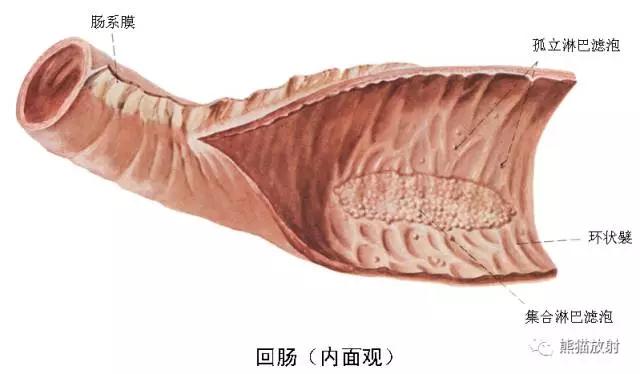 详细的消化道造影+彩色解剖图