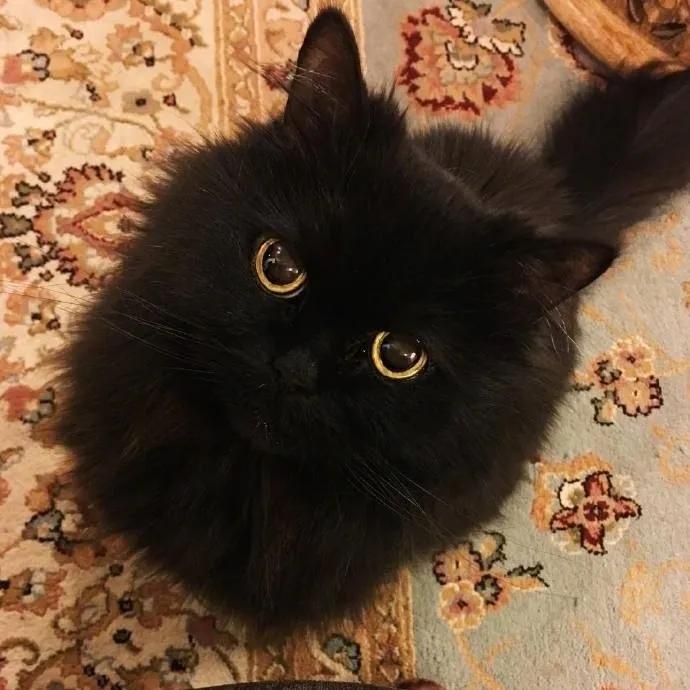 所有品种的黑猫都辟邪吗,黑猫辟邪又招财