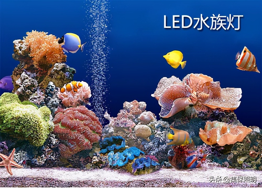 锦鲤怎样养才能越养越好看,锦鲤怎样养才养得好看