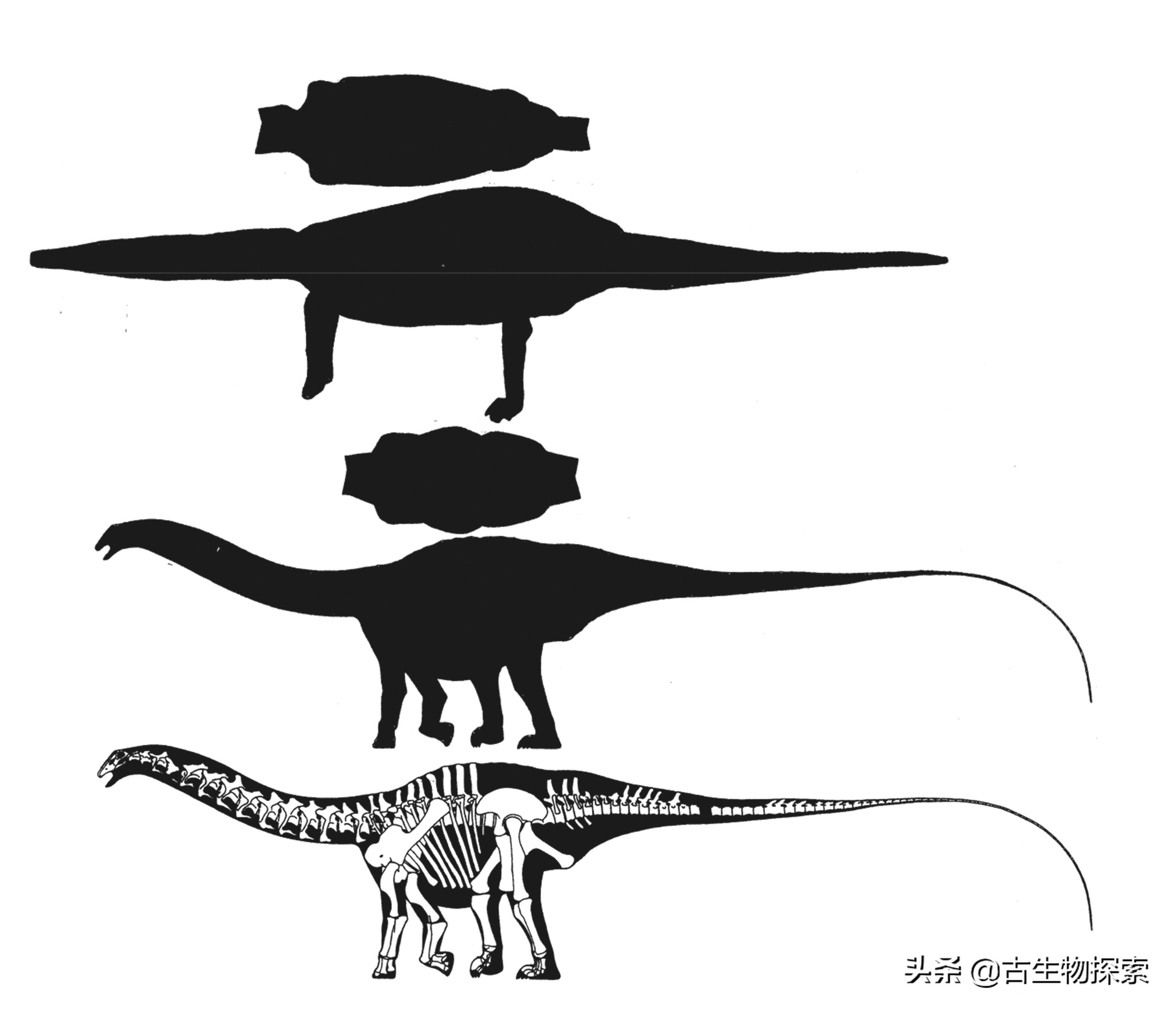 超级巨龙和金牌巨龙,超级巨龙进化