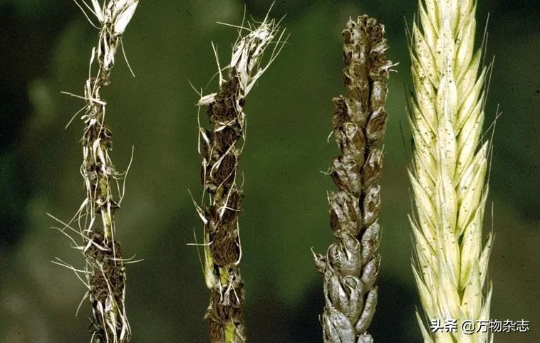 玉米坏了煮了会怎么样,玉米坏掉了