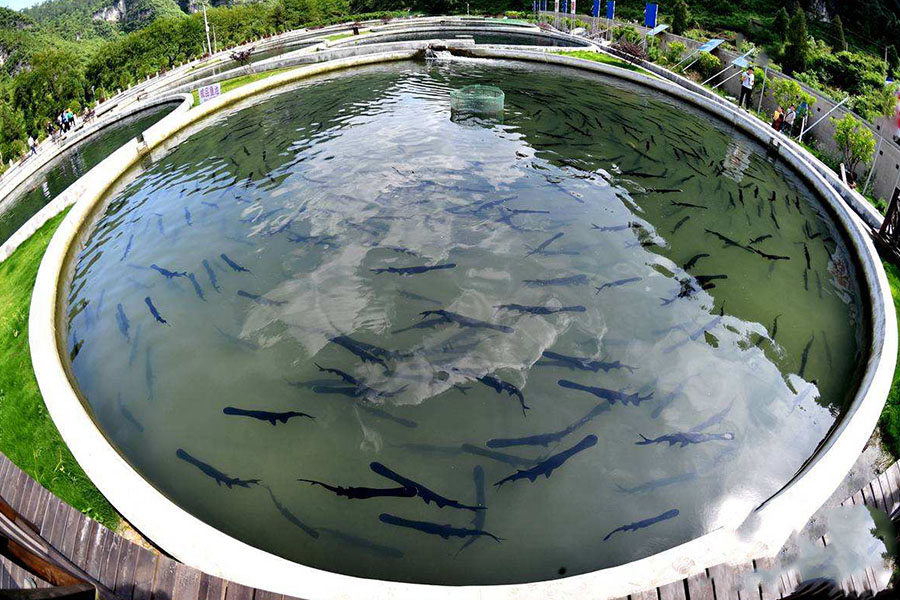 美味的鲟鱼怎么养殖，保持干净的水质，根据体重合理投喂