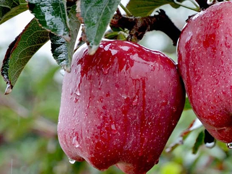 12月苹果哪里的产地最好吃,全国品质最好的苹果产区