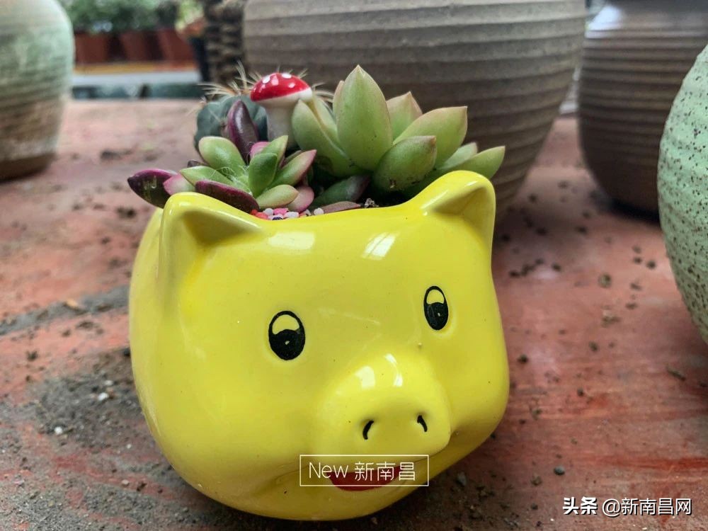 南昌花市有哪些地方,南昌花市批发市场