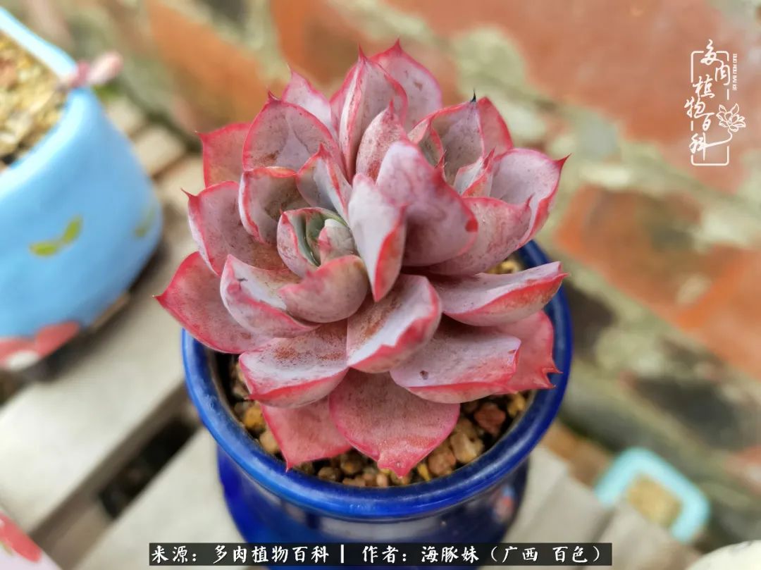 七月的雨,八月的风,多肉植物,我还是喜欢你