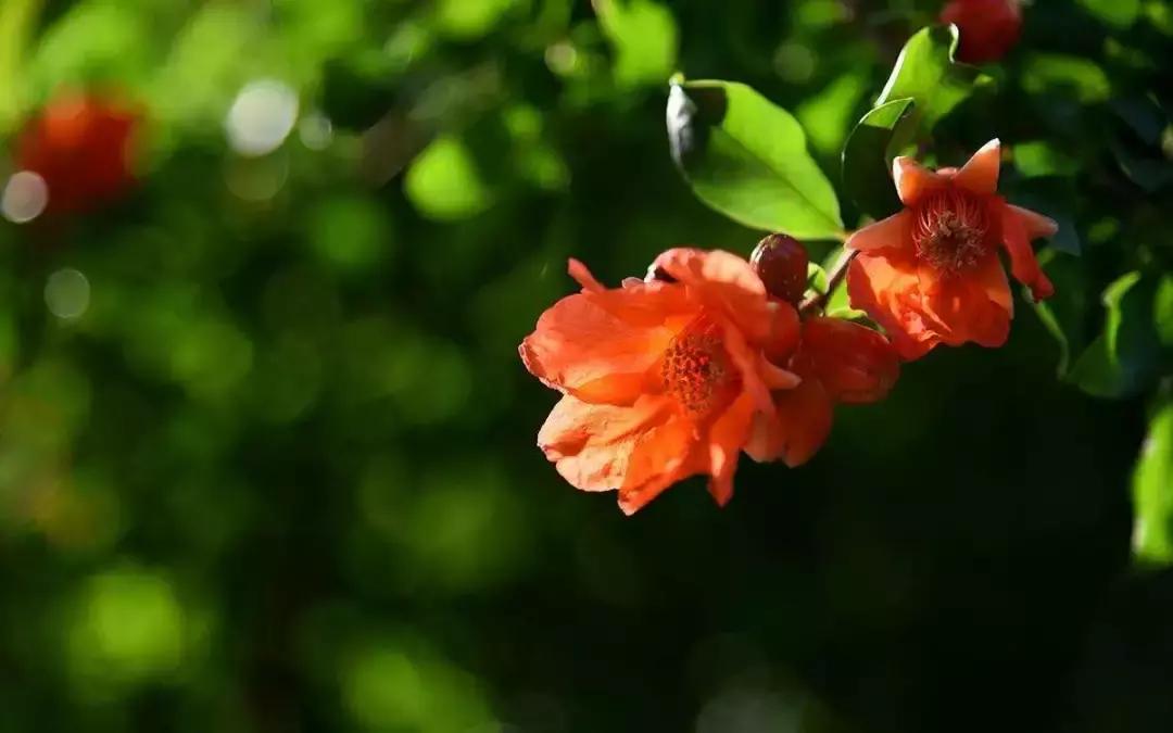 夏季阳气不足，气血亏虚，该怎么办？