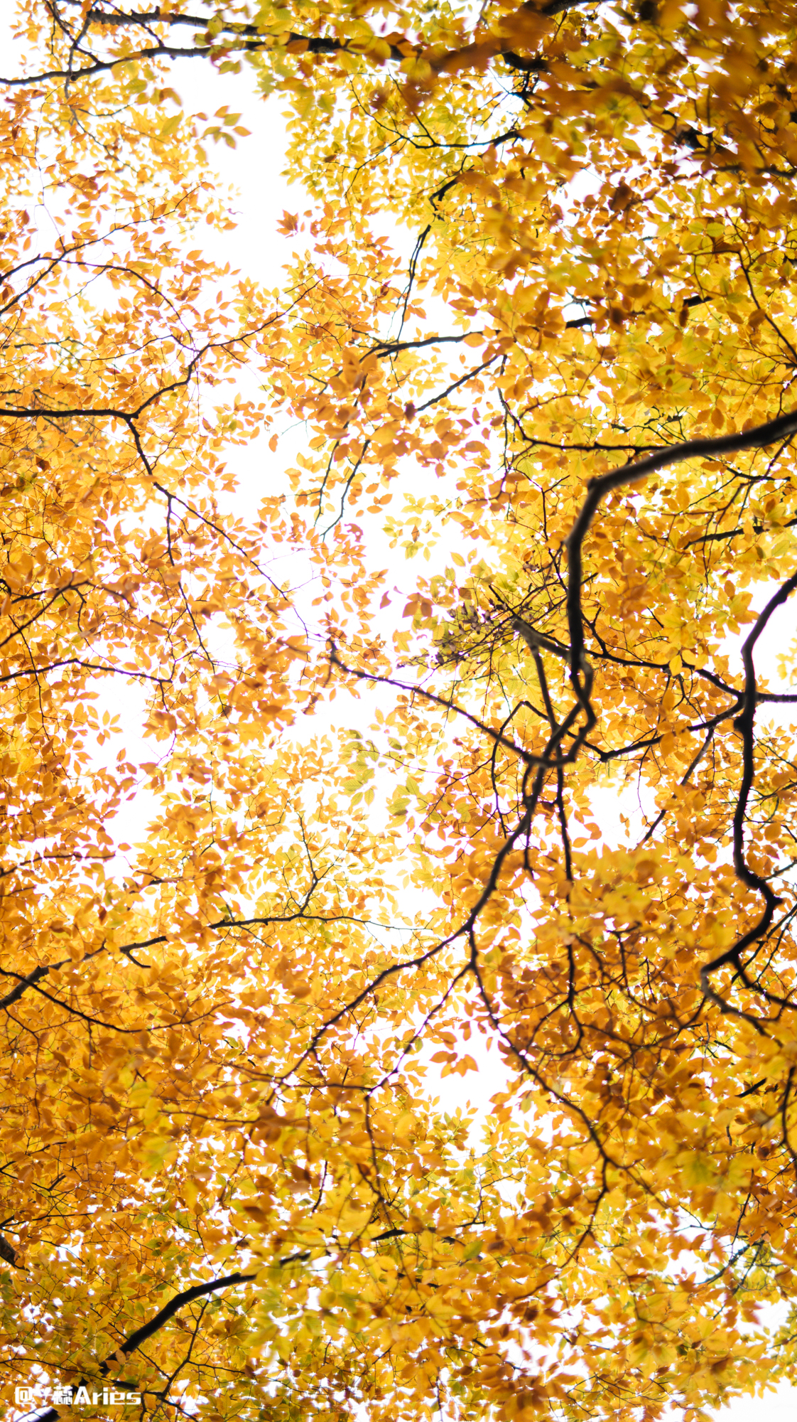 川西赏秋什么时间最好,推荐全球十大最佳赏秋胜地