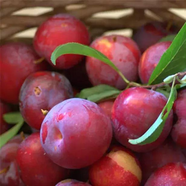 买西梅挑选啥样子的是不酸的,怎么挑选酸甜可口西梅