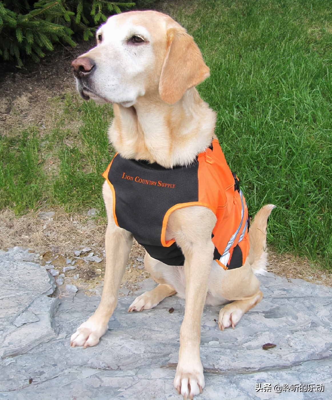 十大可爱的宠物狗,最潮的狗狗穿衣搭配