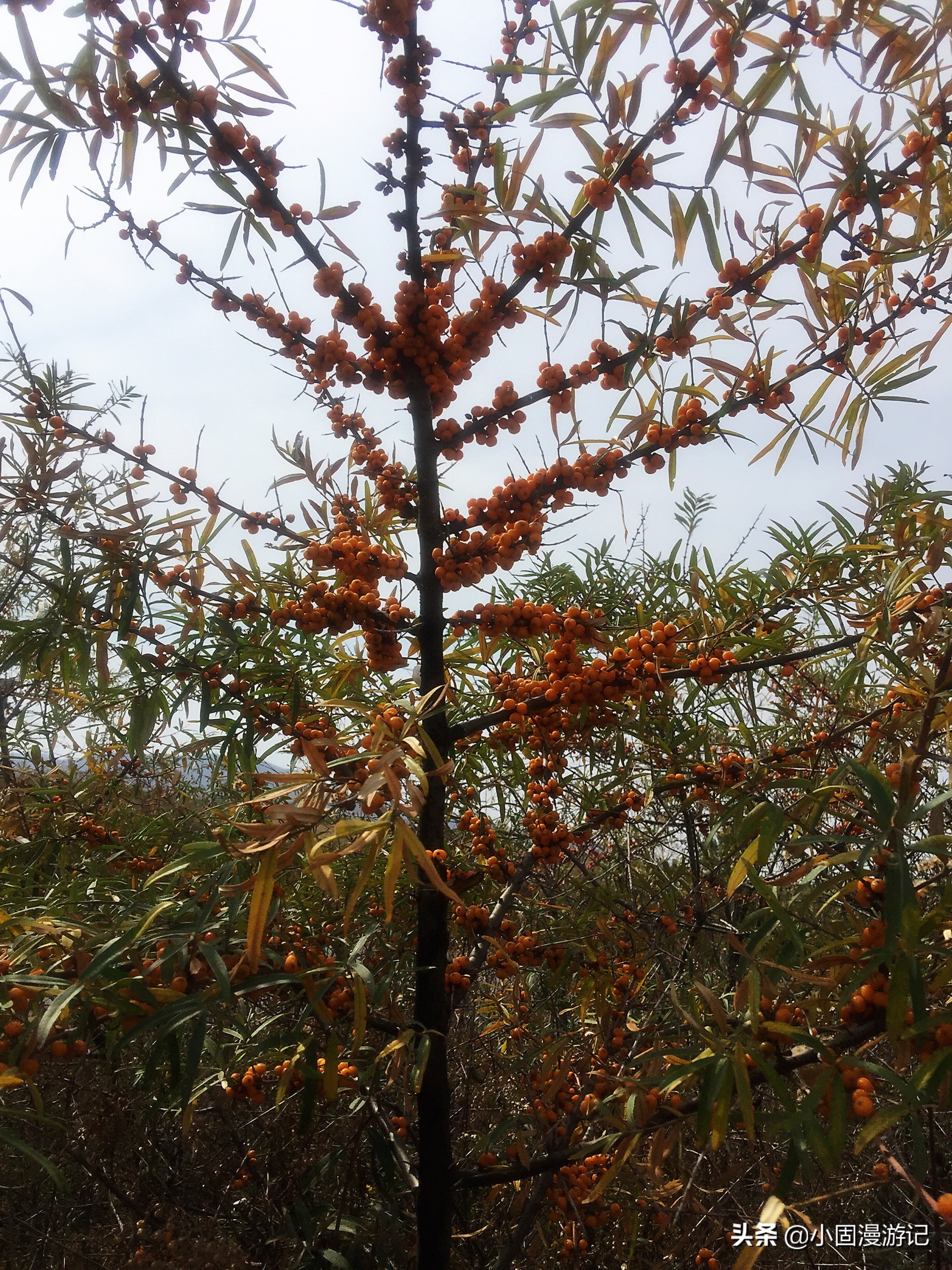 旅行中的小知识,旅行小常识视频大全