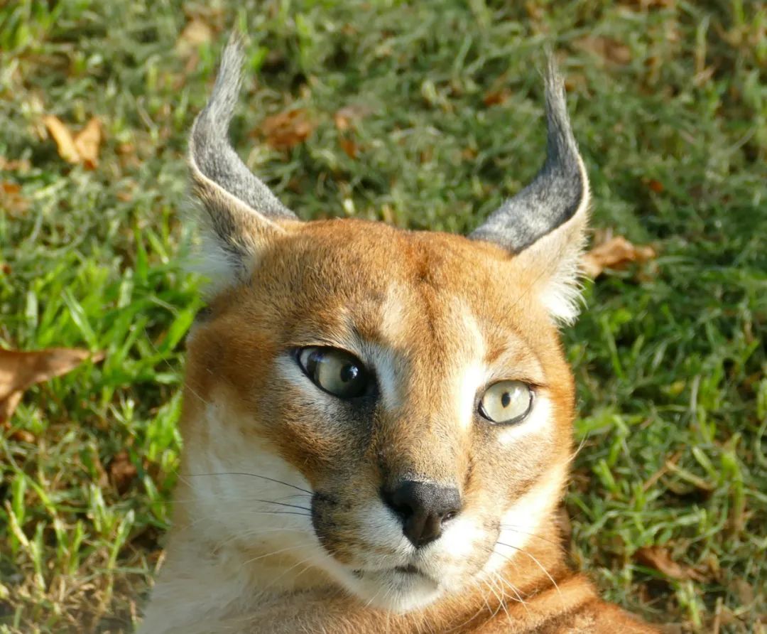 狞猫耳朵非常漂亮会旋转,狞猫的耳朵好可爱