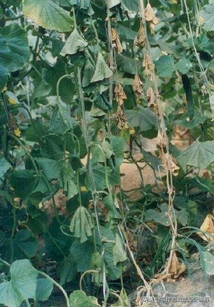 黄瓜死棵烂苗,黄瓜秧生病治疗小妙招