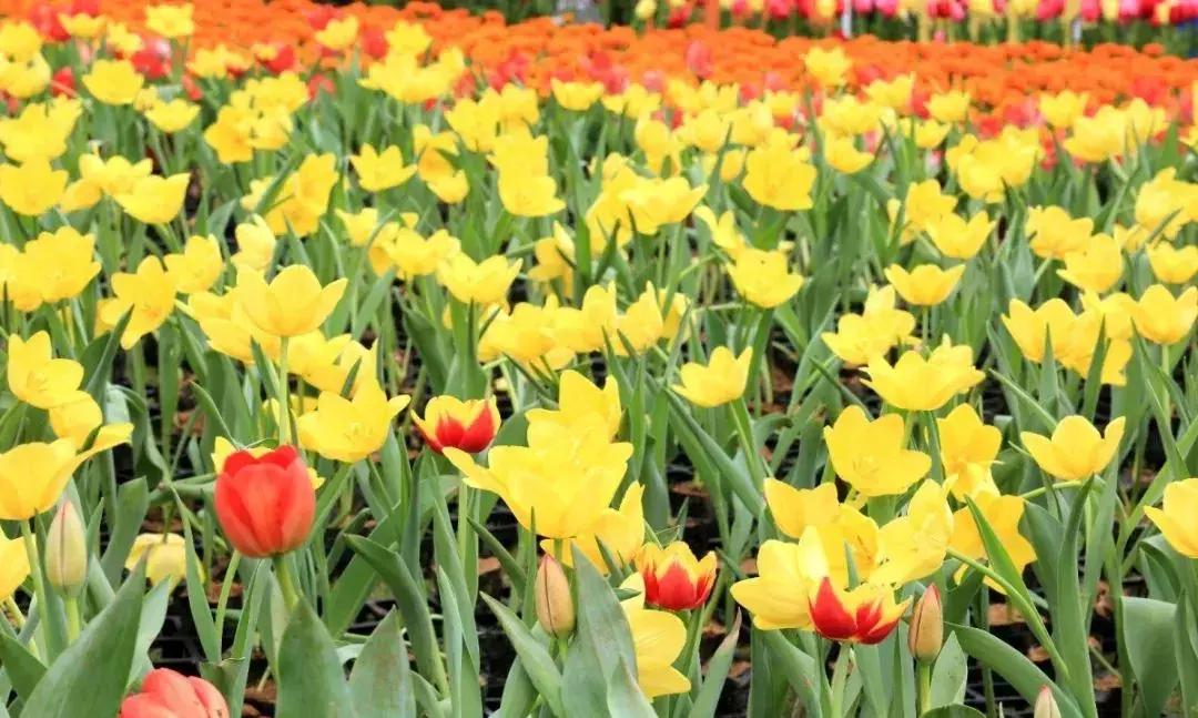 深圳5月哪里有花海看,深圳五一哪里可以看花海