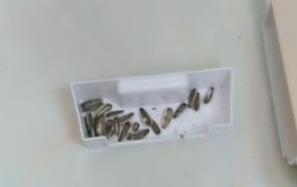 不弯腰不用电，有了这个扫把老公都开始主动扫地了