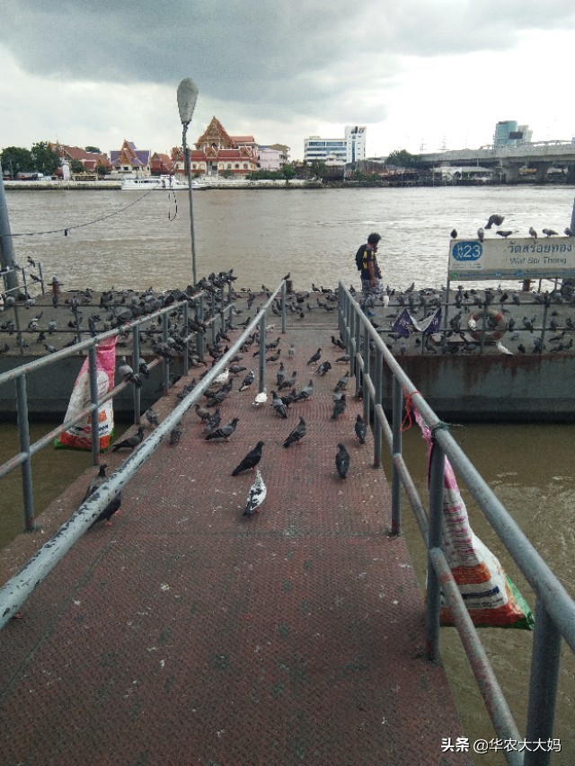 曼谷钓记,曼谷游记骑大象