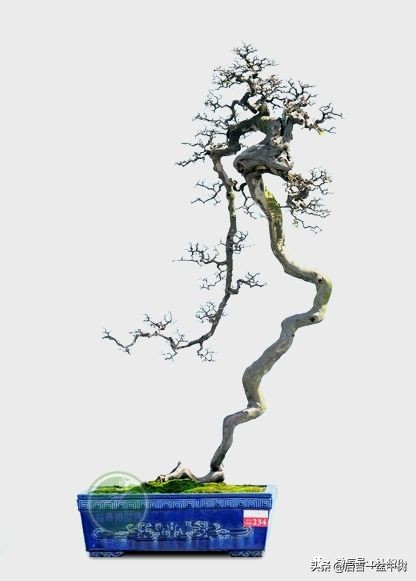 盆景跌价,盆景跌枝怎么解决