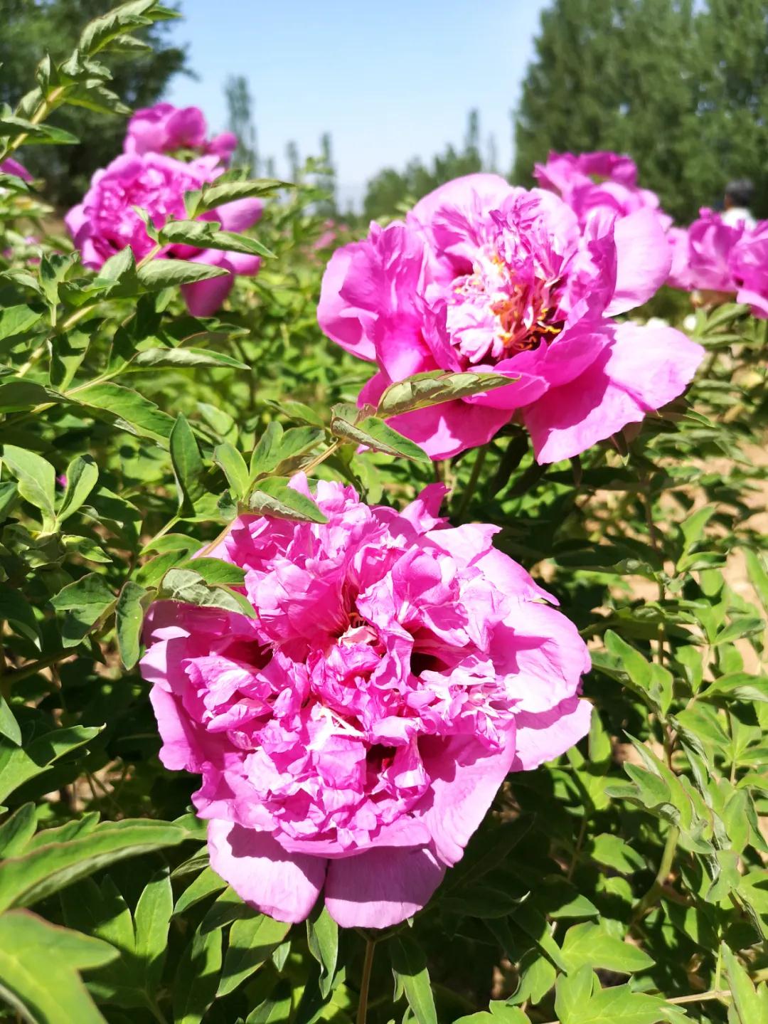 牡丹有哪些新品种,牡丹怎样培育新品种视频讲解