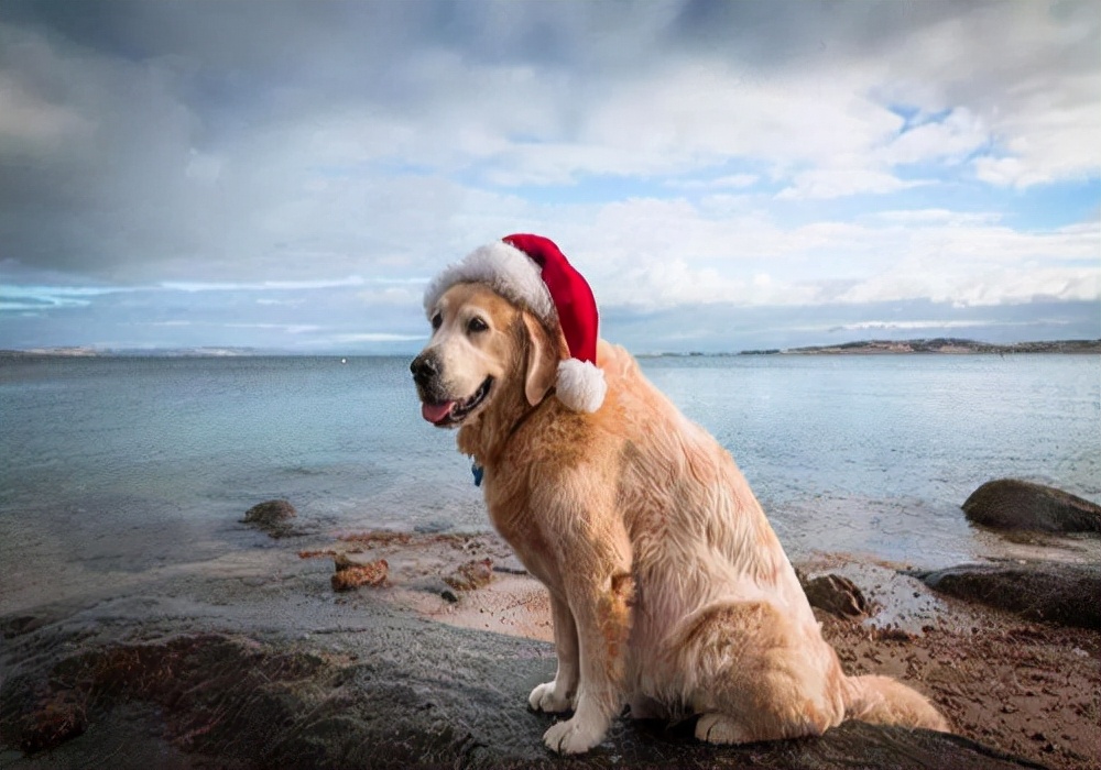 狗狗护理日常介绍,狗狗生理期过后一直流血怎么办