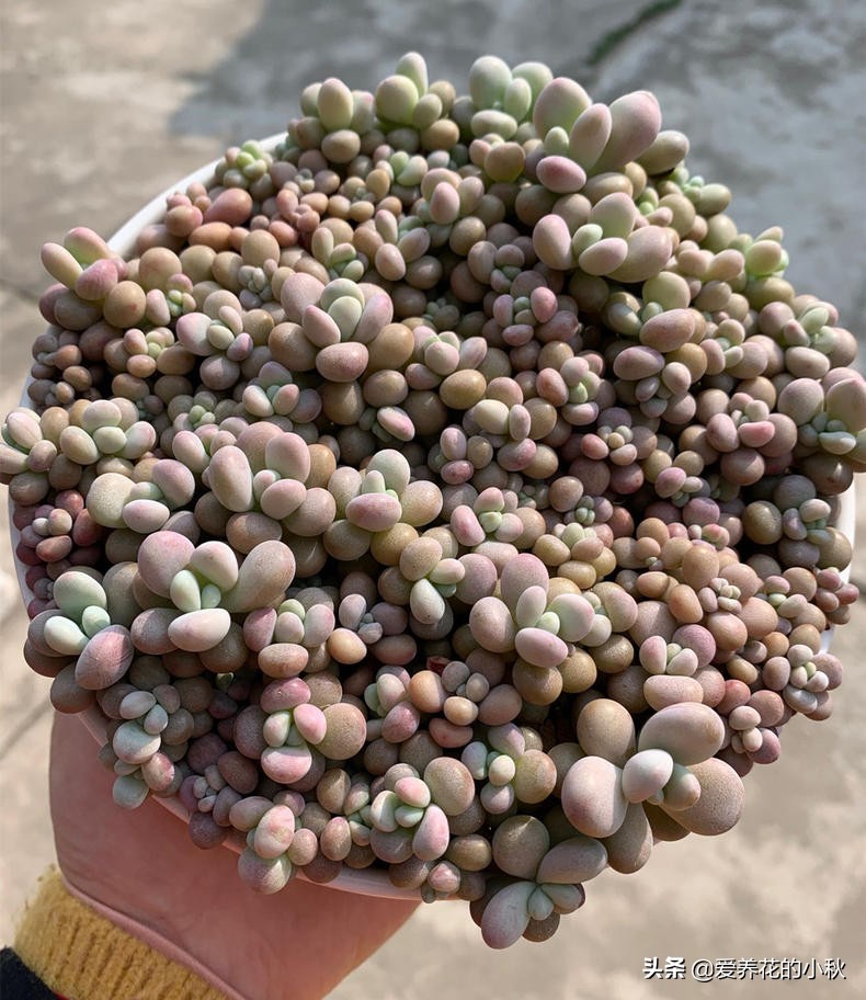 桃蛋爆盆养殖技术,桃蛋爆盆的正确方法