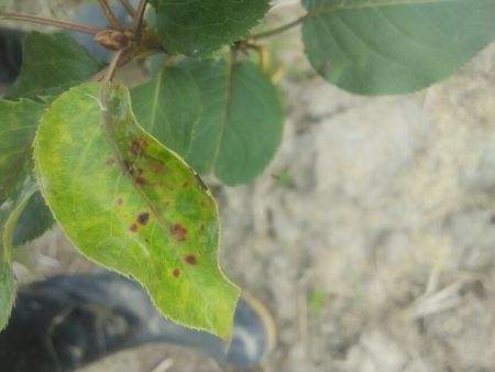 大雨过后玉米病虫如何防治,大雨后农作物病害